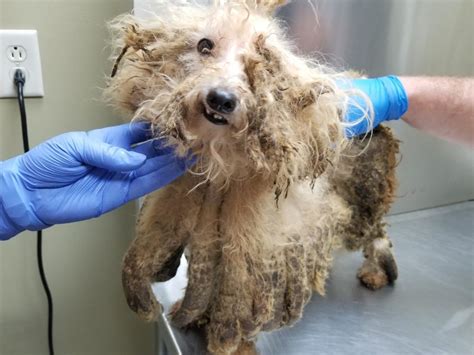 43 Dead And 31 Neglected Dogs Seized From Horrific Conditions In