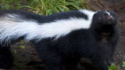 Why This Kind Of Skunk Does Handstands Earning Them The Title Of