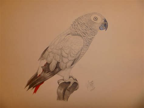 ️ supplies you might love (amazon affili. Grey African Parrot Drawing by Tonya Hoffe