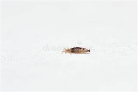Insect Lice On A White Paper Background Stock Photo Image Of Parasite