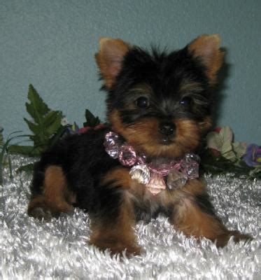 Teacup yorkie for adoption, with 50% off rehoming fee available right now.if you seriously looking a best lovely yorkie check this details. Christmas Teacup Yorkie Puppies Ready For Adoption!! (832)937-8464 for Sale in San Antonio ...