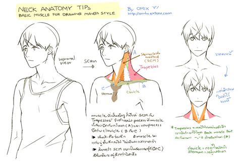 Basic Neck Anatomy By Mixed Blessing On Deviantart Anatomy Drawing