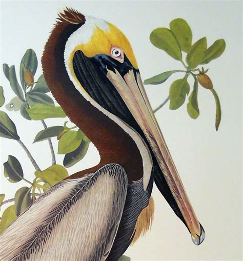 Audubon Marron Pelican Plaque 251，24x32 Roulé Toile Maison Décor