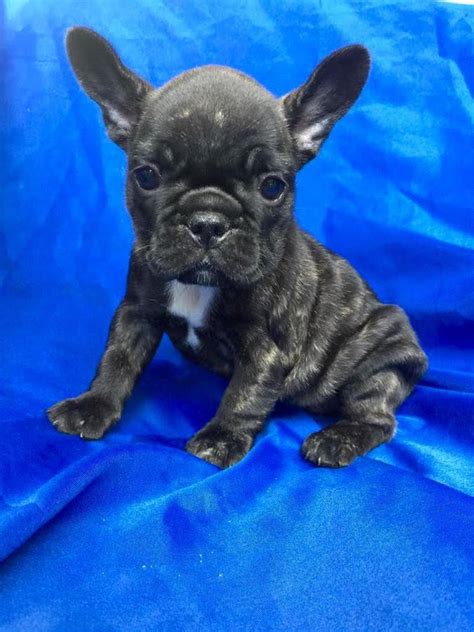 Find puppies for sale in spokane, washington! French Bulldog Puppies For Sale | Spokane, WA #157166