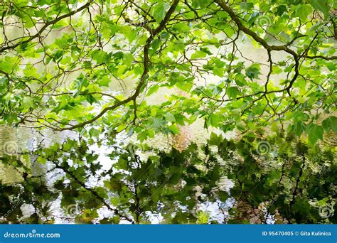 Nature Scene Spring Tree Reflected In Water Stock Image Image Of
