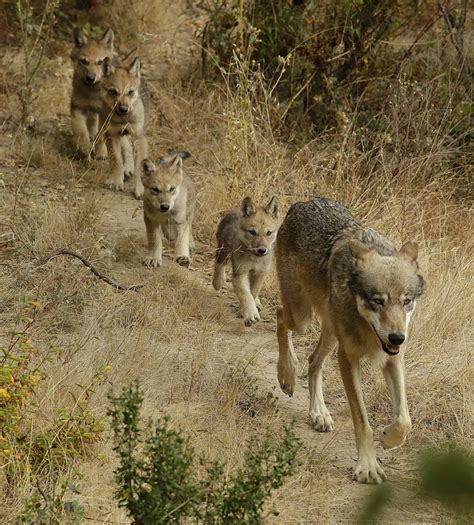 Gray Wolves Returning To California Kqed