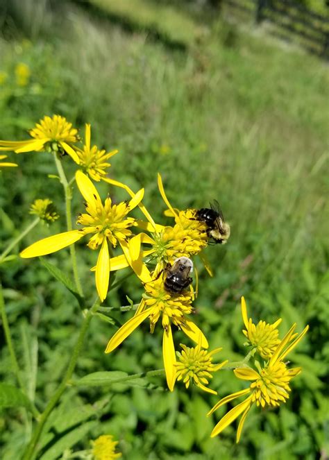 (monarda family) balms like monarda (bee balm) and lemon balm belong to the mint family. What Are Bee-Friendly Plants? | Plant a Bee Garden! Rural Mom