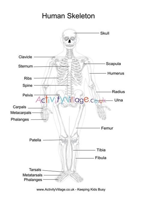 Skeleton Diagram For Kids