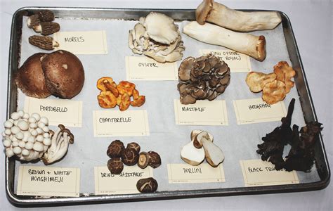 Mushroom Types For Cooking