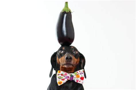 Meet Harlso The Famous Dachshund That Can Balance Things On His Head You