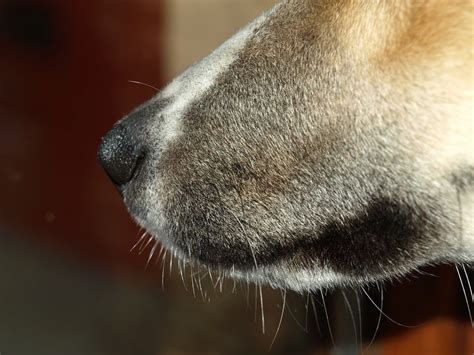 Dog Snout Close Animal Snout Dog Nose 20 Inch By 30 Inch Laminated