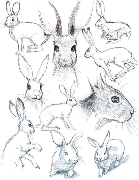 40 Free And Easy Animal Sketch Drawing Information And Ideas Brighter