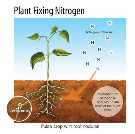 This complex cycle involves bacteria, plants, and animals. Nitrogen Fixing Plants & Microbes