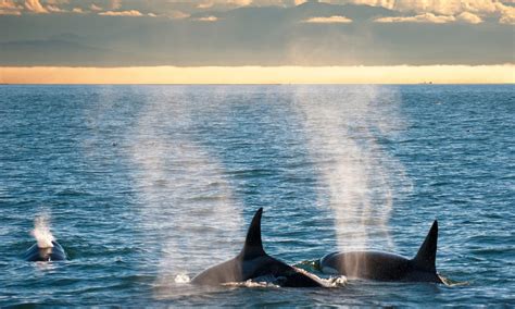 Awesome Orcas 9 Great Spots To See Killer Whales In The Wild Wanderlust