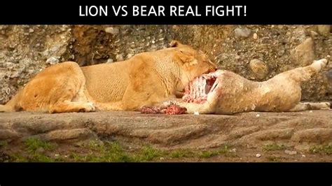 Lion Vs Bear Real Fights Video Youtube