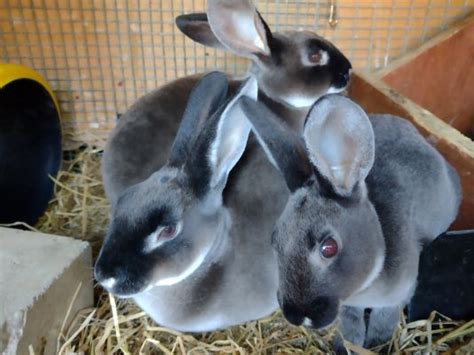 Rex Rabbits For Sale In The Uk