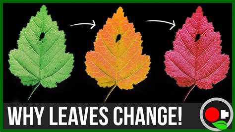 Why Leaves Change Color Untamed Science Youtube