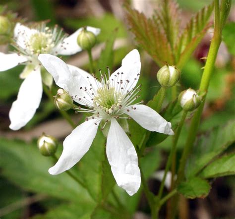 Seinet Portal Network Rubus Flagellaris