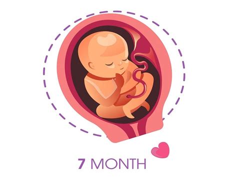 7th month pregnancy symptoms and fetal development