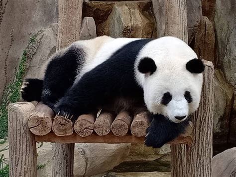 Zoo Negara Malaysia Dekati Keluarga Dengan Kehidupan Alam Ceriasihat