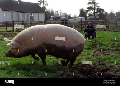 Large Domesticated Pig In Its Pen Sus Scrofa Scrofa Stock Photo Alamy