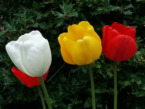 Natural flower, nice flower picture 1800x1200. 46+ Very Nice Flowers Wallpapers on WallpaperSafari