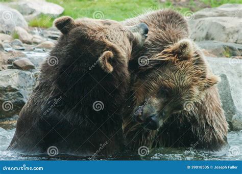 Two Grizzly Brown Bears Fight Stock Image Image Of Beast Mammal