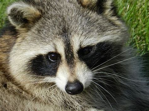 Free Image On Pixabay Raccoon Animal Procyon Lotor Animals Pet