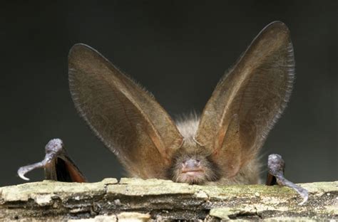 Simple Science: How to Make a Volcano with Kids