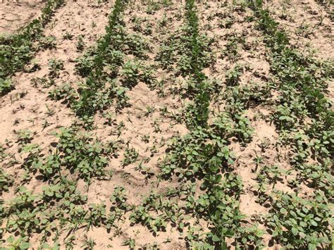 Managing Double Crop Soybean Inputs Oklahoma State University