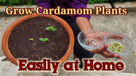 Grow Cardamom The Queen Of Spices At Home Cardamom Plants From Seeds