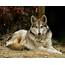 Wolf  Wildlife Rescue & Rehabilitation