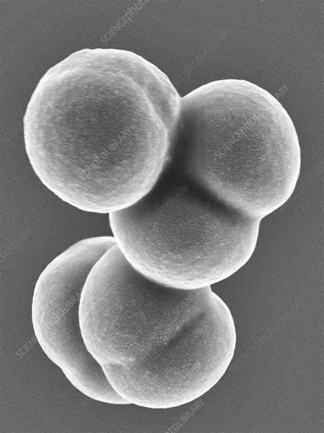 Staphylococcus Aureus Sem Stock Image C0370110 Science Photo