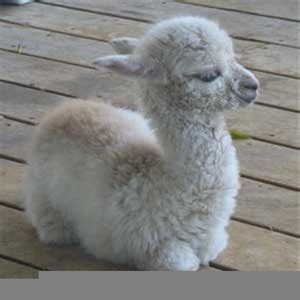 Free Free Baby Llama Svg Free 225 SVG PNG EPS DXF File