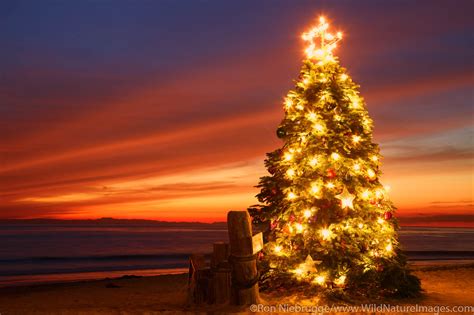 Christmas Tree At Crystal Cove Beach Orange County California