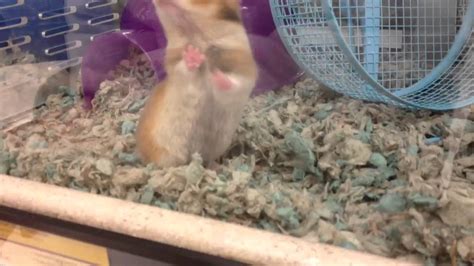 Cute Teddy Bear Hamster At Petco Youtube