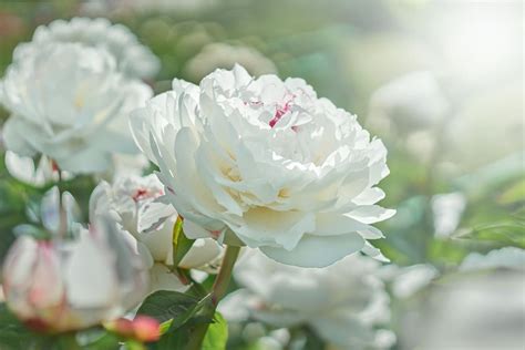 Fiori bianchi, bellissimi fiori, begonia, piante. Fiori Bianchi Orto Spontanee / Flora Spontanea Di Campagne ...
