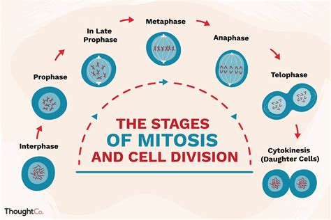 This Guide To The Phases Of Mitosis Explores How Cells Reproduce In