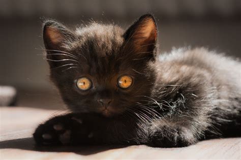 Baby Black Cat Pictures Idalias Salon
