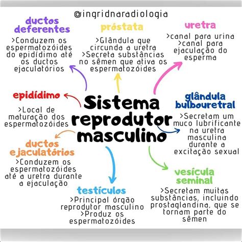No Sistema Reprodutor Masculino A Próstata é Uma Glândula Localizada