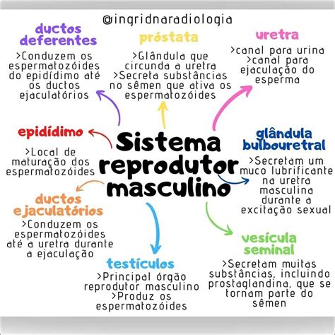 Mapa Mental Sistema Reprodutor Masculino Edulearn Vrogue Co