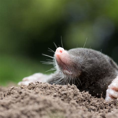 Mole Control How To Protect Your Lawn Cardinal Lawns