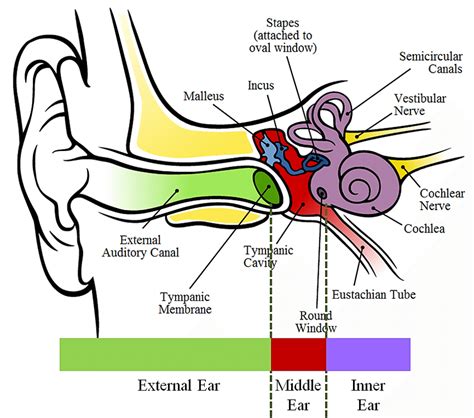 Figure ‎ 31 Schematic Of The Auditory System With Its Primary