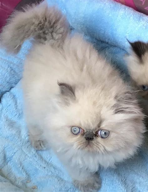 Check out this beautiful seal point himalayan kitten! Chinas Kitten - Female Himalayan Kitten For Sale in New ...