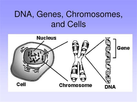 Ppt Dna Genes Chromosomes And Cells Powerpoint Presentation Free