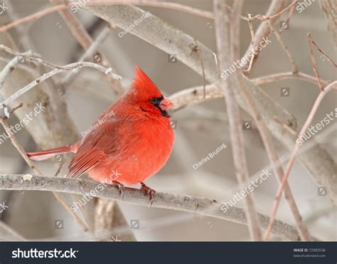 Male Northern Cardinal Cardinalis Cardinalis Perched On A Tree Branch