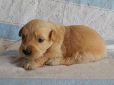 High to low nearest first. Golden Retriever Puppies For Sale | Manchester, NH #92486