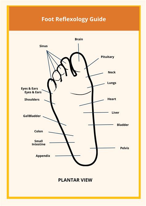 Reflexology Chart Templates Free Sample Example Format 0 Hot Sex Picture