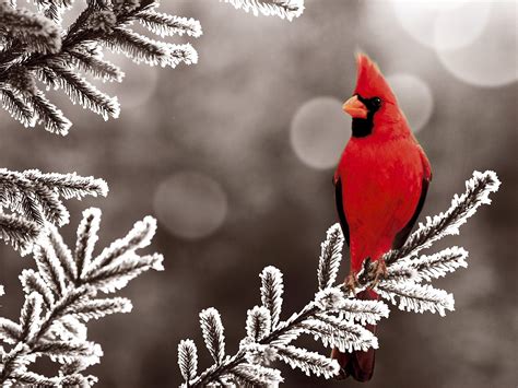 Male Cardinal Perched In A Tree In The Snow Birds Photo 36098598