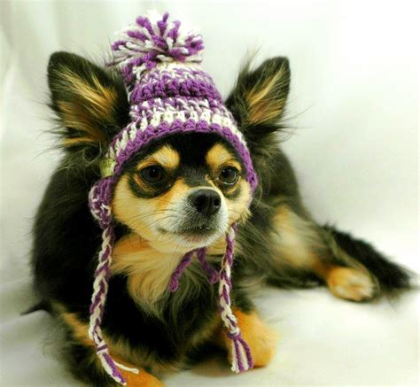 Free puppies and puppies for adoption on here come from world reknown breeders that are looking for homes that would adopt these puppies for free, be sure to scroll through our listings for free puppies. Dogs Who Are NOT Amused with Their New Hats - LIFE WITH DOGS